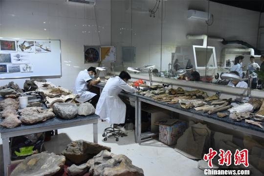 英良世界石材自然歷史博物館工作人員正緊張工作中，整理相關化石?！￡慅埳?攝
