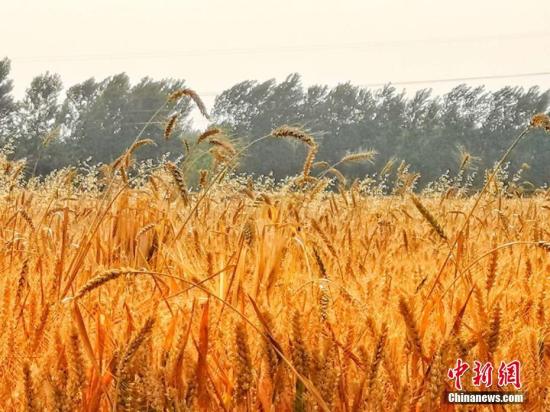 資料圖：皖北平原許多小麥種植區(qū)，進入收割期。劉浩 陳杰 攝
