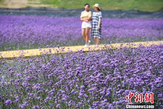 圖為民眾在蘭州新區(qū)網(wǎng)紅打卡地“臨港花?！鄙⒉?。　魏建軍 攝