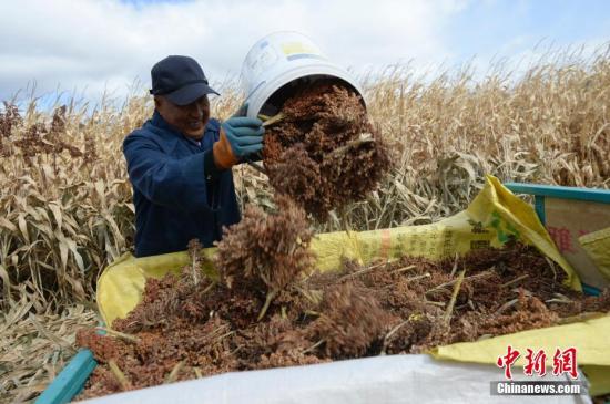 資料圖：農(nóng)民收獲作物。<a target='_blank' href='http://www.chinanews.com/'>中新社</a>記者 劉文華 攝