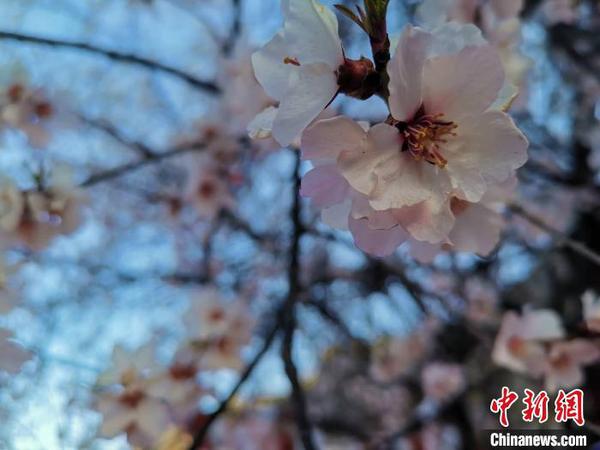 圖為林芝盛開的桃花，2019年3月29日，林芝第十七屆桃花旅游文化節(jié)在巴宜區(qū)開幕(資料圖)。　張偉 攝