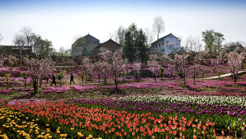 秦嶺深處，洛南縣錦繡大地花博園內(nèi)盛開(kāi)的海棠與郁金香交相輝映。新華社記者陶明攝