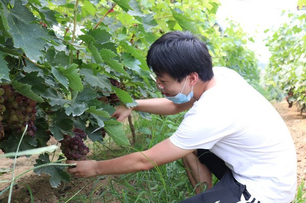 圖為游客在海子崖生態(tài)自摘園里采摘大葡萄