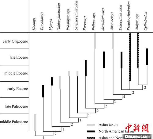 圓柱齒鼠類系統(tǒng)發(fā)育分析?？蒲袌F(tuán)隊(duì) 供圖