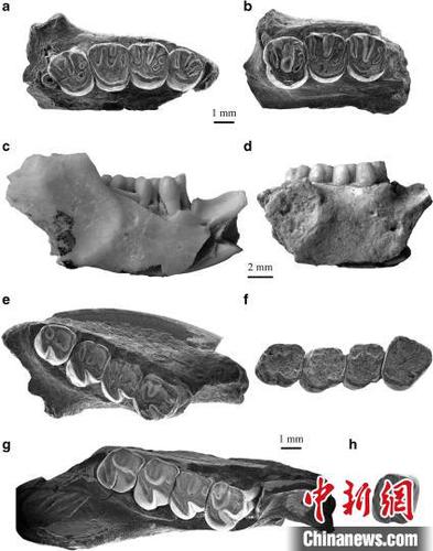 依和蘇步假圓柱齒鼠類化石材料?？蒲袌F(tuán)隊(duì) 供圖