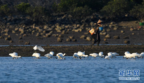 12月28日，黑臉琵鷺在海南新盈紅樹林國家濕地公園的灘涂上覓食。