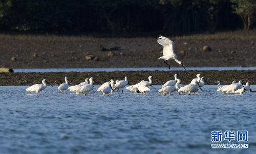 12月28日，黑臉琵鷺在海南新盈紅樹林國家濕地公園的灘涂上覓食、嬉戲。