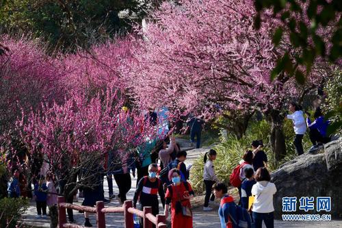 2月1日，游人在福州鼓山梅里景區(qū)賞梅。