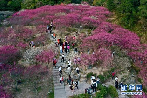 2月1日，游人在福州鼓山梅里景區(qū)賞梅（無人機照片2）。