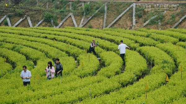 木門(mén)生態(tài)茶園