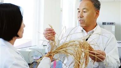 天津市政協(xié)委員于福安：讓“津”牌水稻香飄全國(guó)