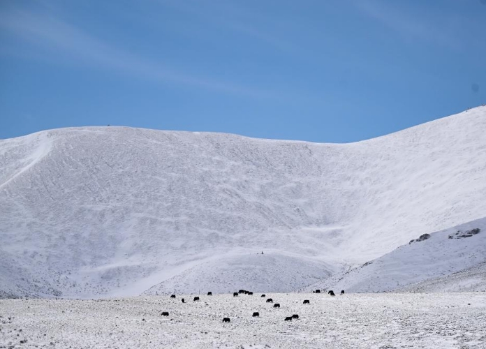 青海果洛：春雪潤高原