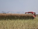 油菜抗裂角育種獲重要突破 機(jī)收損失率大幅降低