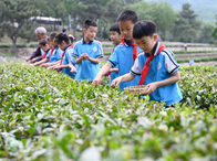 山東日照：茶旅融合繪新景 點(diǎn)“綠”成金促振興