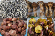 云南昆明：野生菌大量上市