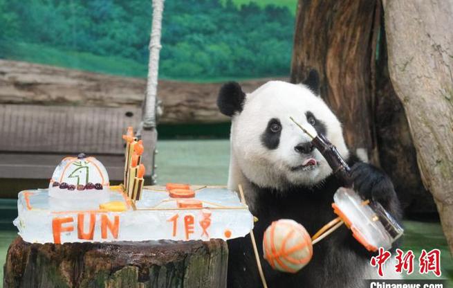 臺北市立動物園慶祝大熊貓“圓寶”5歲生日