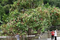廣西南寧：夏日路樹果飄香